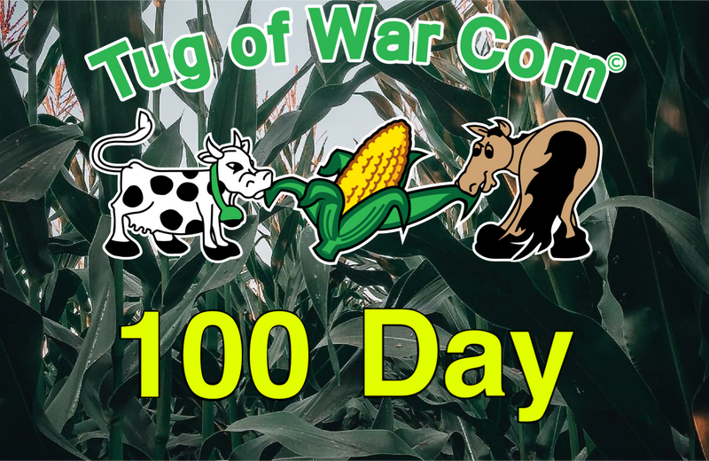 100 Day Conventional