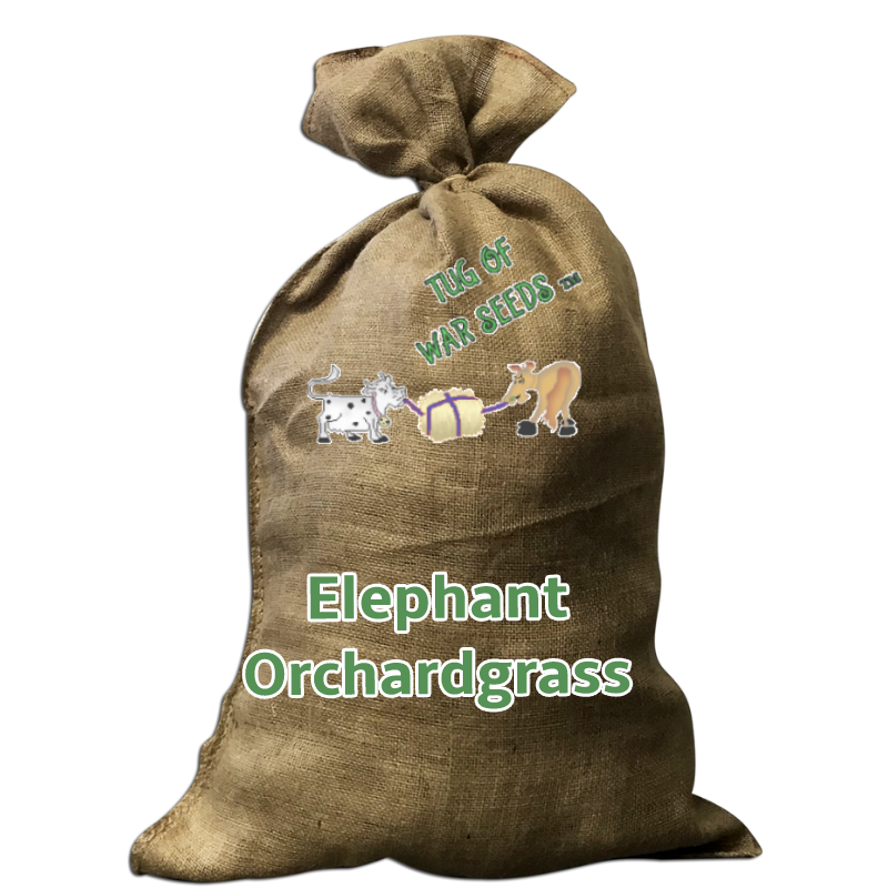 Elephant Orchardgrass
