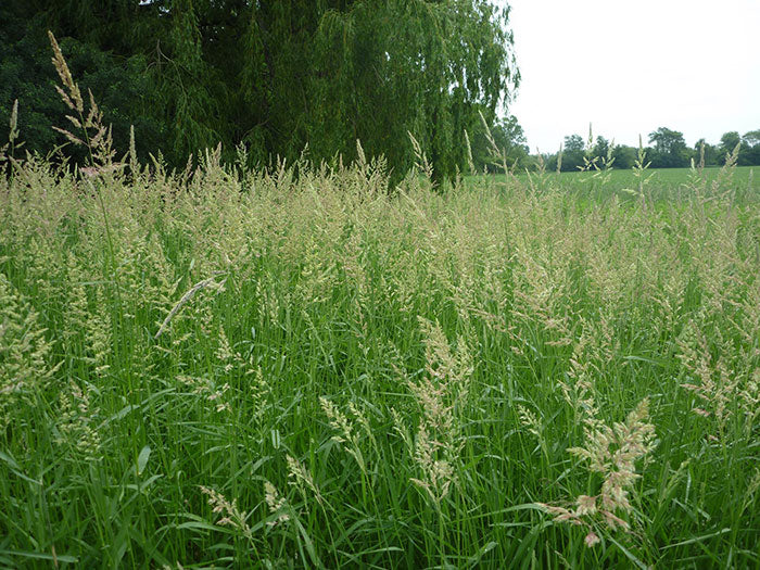 Reed Canary Grass - Coated