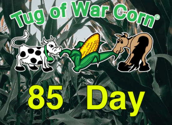 Tug of War Corn® branding, featuring cartoon cows and corn, with "85 Day" prominently displayed