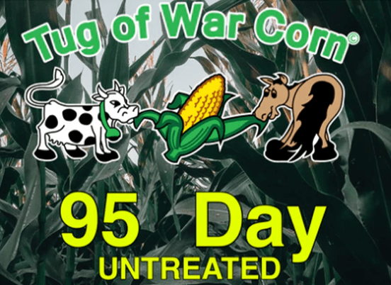 Tug of War Corn® advertising graphic featuring a cow