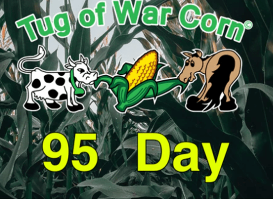 Tug of War Corn® 95 Day graphic featuring a cow and a horse pulling a corn ear