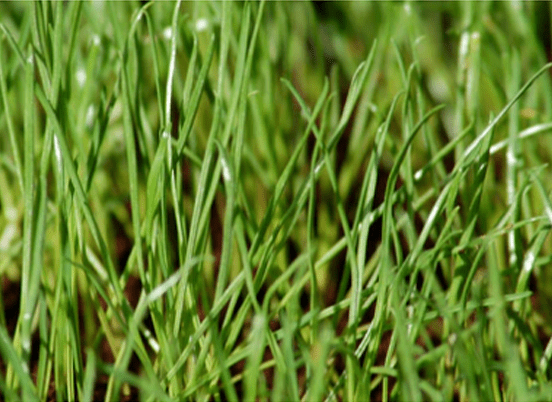 Lush, green grass blades close up, illustrating healthy plant growth and vitality
