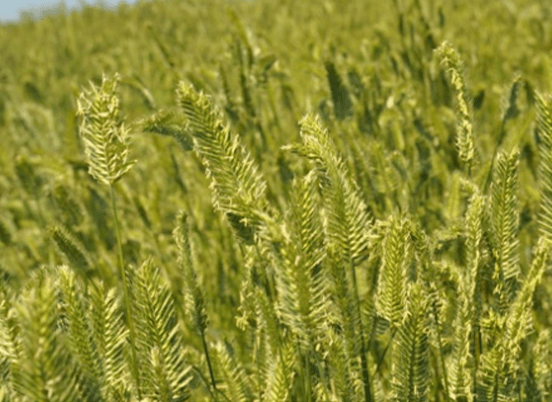 Tall, green grains sway gently in the breeze