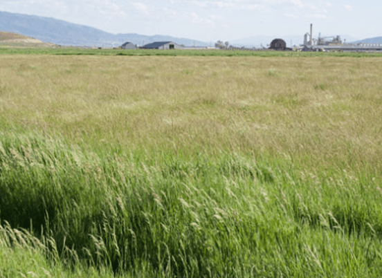 Vast green field with tall grass in the foreground, mountains in the distance