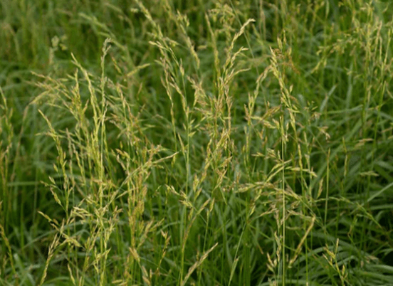 Tall grasses with seed heads sway gently in the breeze