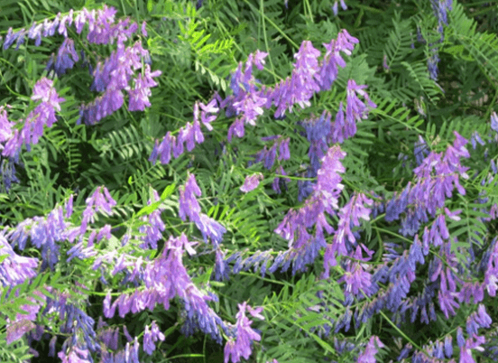 Vibrant clusters of purple and lavender flowers surrounded by lush green foliage
