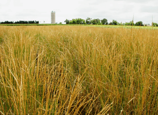 Golden grass sways in a vast field, with a silos and tree line in the background