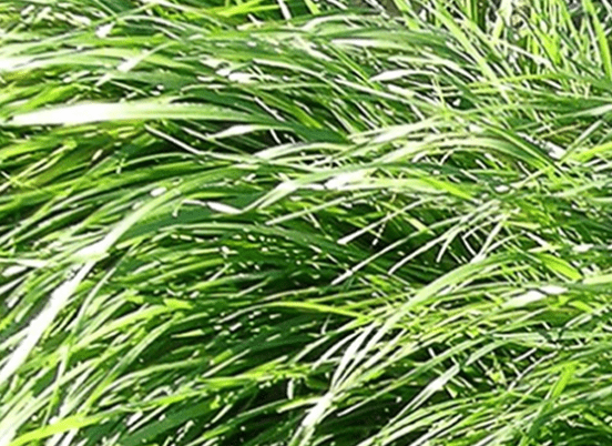 Lush green grass sways gently in the breeze, illustrating a vibrant natural landscape