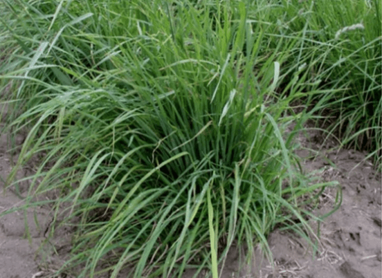Tall green grass clump growing in a rural area, indicating healthy vegetation