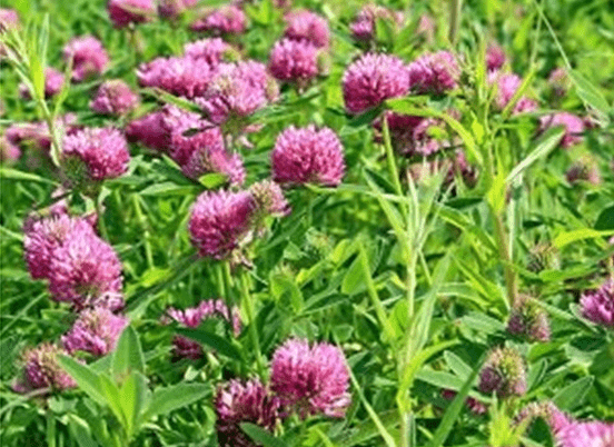 Vibrant clover flowers bloom among lush green foliage
