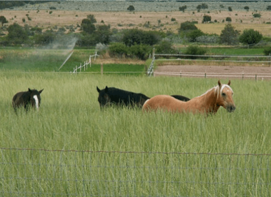 Four horses graze in a lush green field