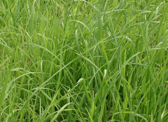 Lush green grass blades sway gently, showcasing healthy