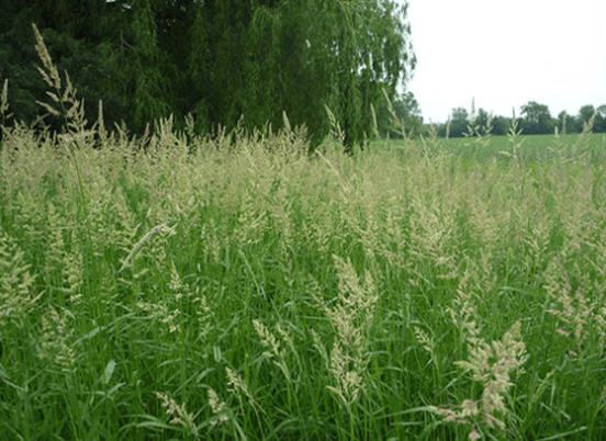 Tall grasses sway in a lush green field under a cloudy sky