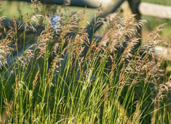 Tall grasses sway gently in the breeze against a blurred wooden fence background