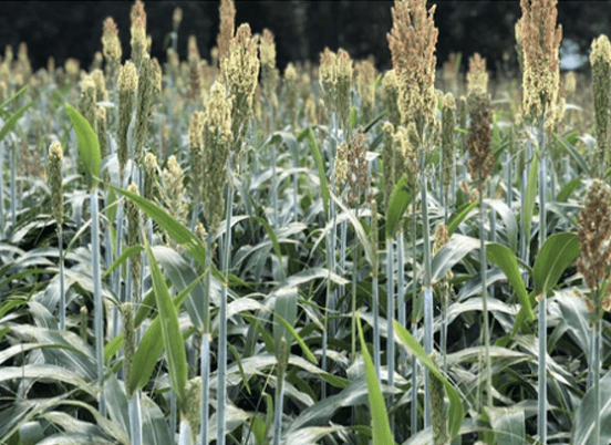 Sorghum plants with tall stalks and seed heads, thriving in a lush green field