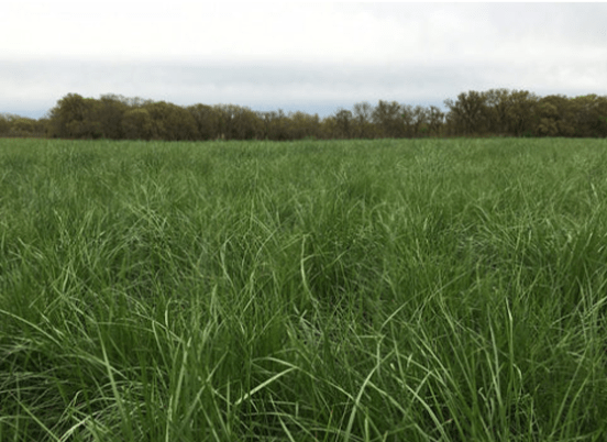 Vibrant green grass field stretches under a cloudy sky