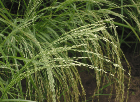 Close-up of grass with slender, drooping seed heads
