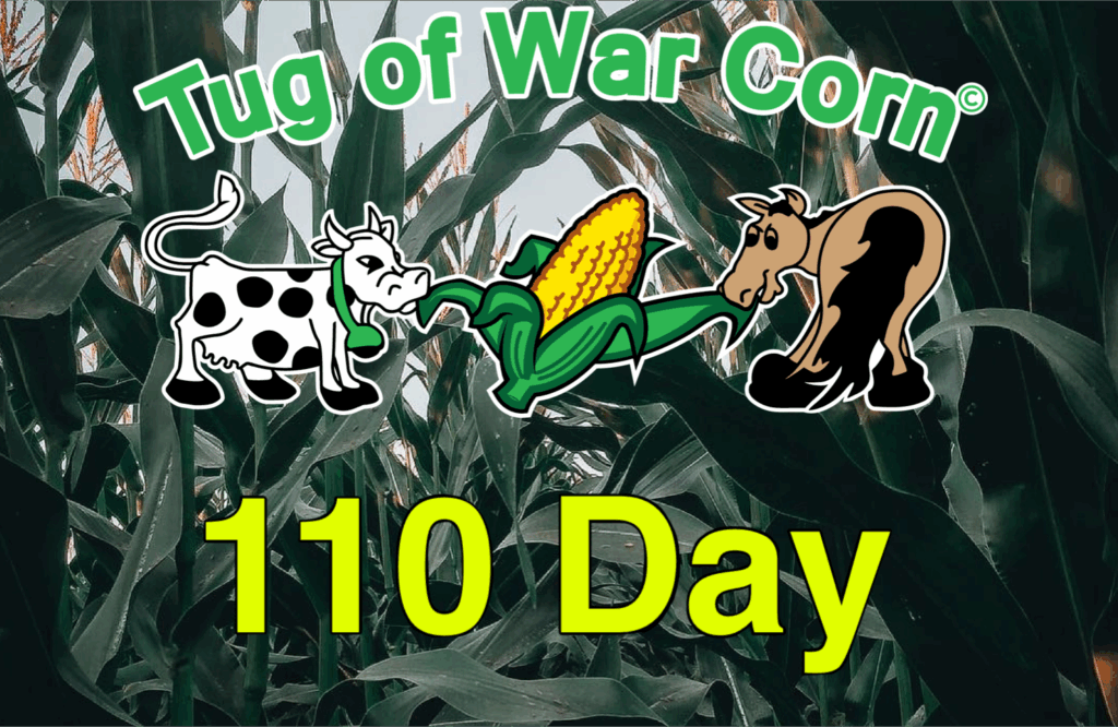 Logo for "Tug of War Corn®," featuring a cow, corn, and a horse, with "110 Day" highlighted. Set against a backdrop of cornfield foliage.