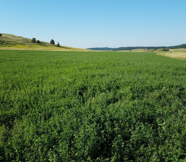 Lush green field stretches under a clear blue sky, with rolling hills and distant mountains in the background, showcasing a vibrant natural landscape.
